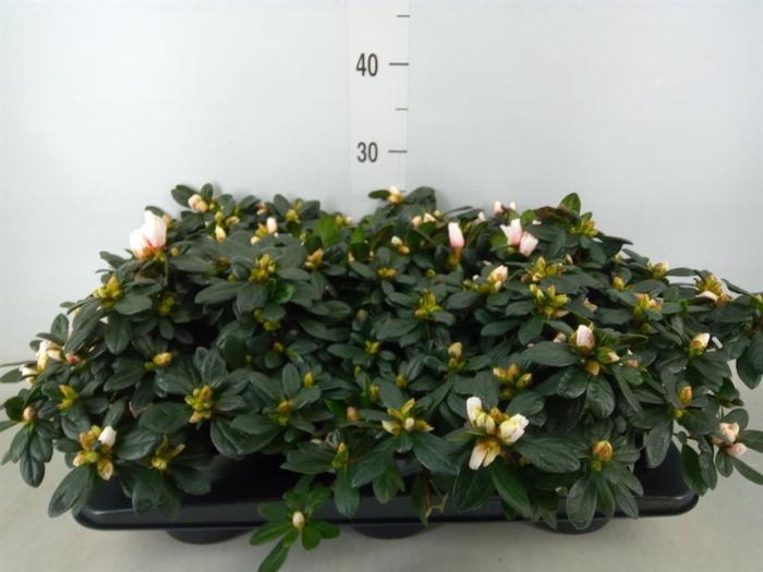 <h4>Rhododendron sim.   ...</h4>