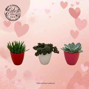 Gemengde tray 5,5 cm in Osaka keramiek - Moederdag