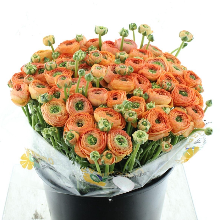 <h4>Ran Su Sr Mambo Super</h4>