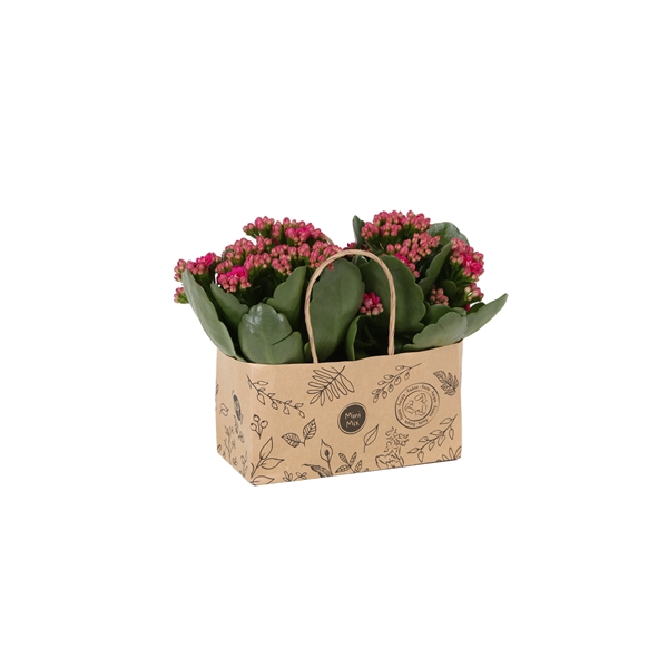 <h4>KP-825.3 - Kalanchoe Rosalina 7cm in duo kraft tas</h4>