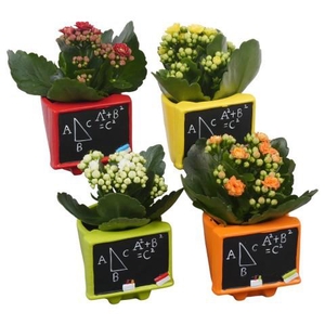 PTBTS3205 Arrangement Thank you teacher/Back To School in sierpot mix