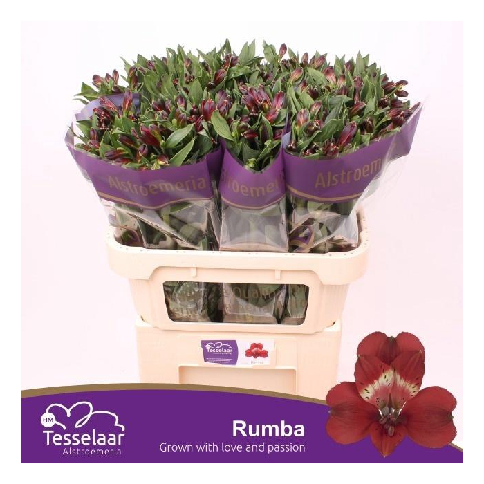 <h4>Alstr Rumba</h4>