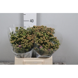 Kal Taffy Pin Meadow