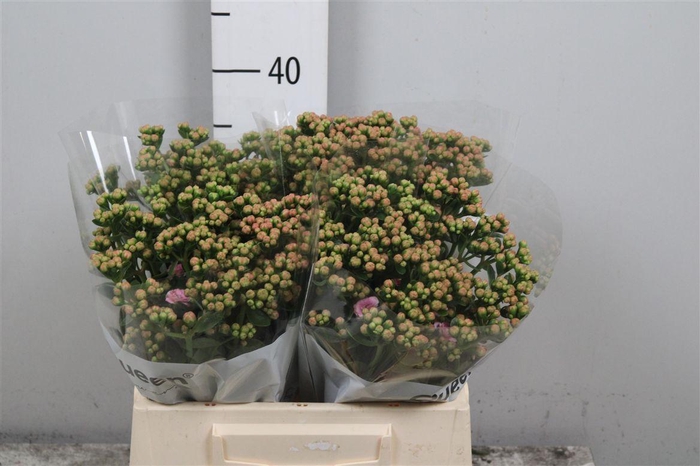 <h4>Kal Taffy Pin Meadow</h4>