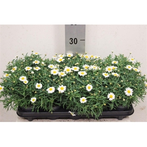Argyranthemum frutescens Molimba Duplo White