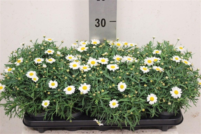 <h4>Argyranthemum frutescens Molimba Duplo White</h4>