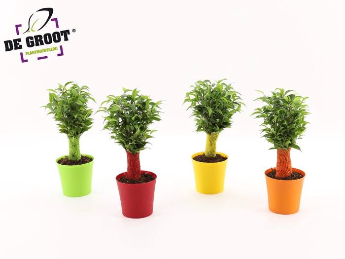 <h4>Ficus benjamina natasja Ton-Sur-Ton</h4>