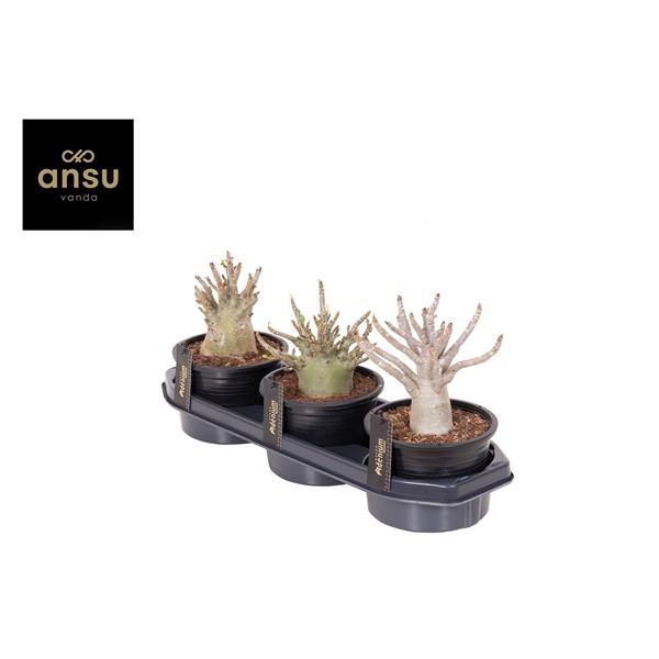 <h4>Adenium "Ansu" Baobab</h4>