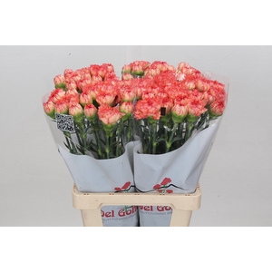 Dianthus St Reina Arancio