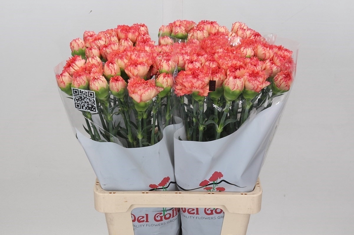 Dianthus St Reina Arancio