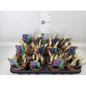 Crocus vernus 'Flower Record'