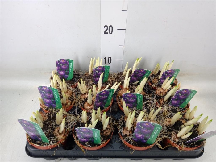 <h4>Crocus vernus 'Flower Record'</h4>