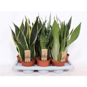 Sansevieria mix