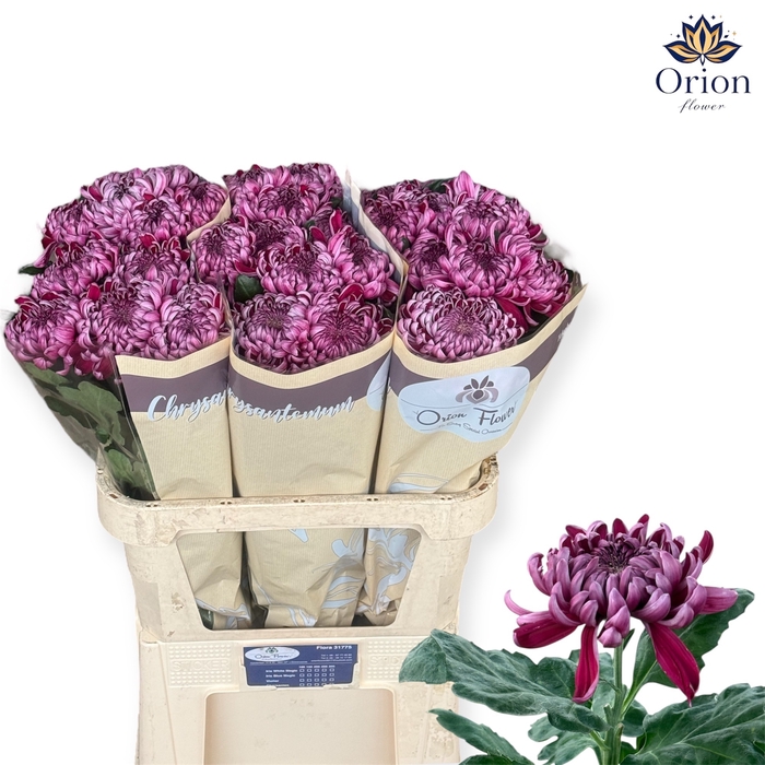 <h4>CHR G GILB L PURPLE</h4>