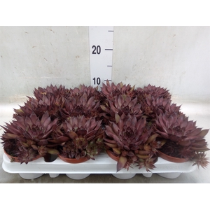 Sempervivum   ...