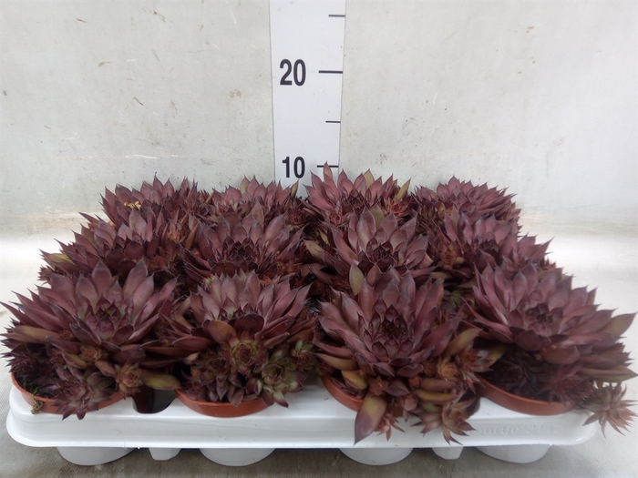 <h4>Sempervivum   ...</h4>