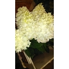 HORTENSIA FRANKREICH KARTON