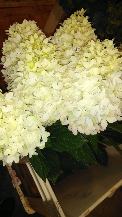 HORTENSIA FRANKREICH KARTON