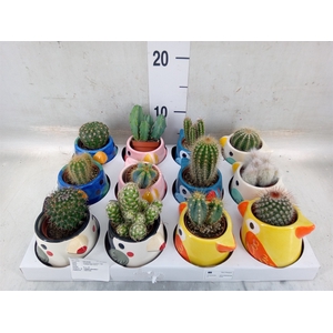 Cactus   ...