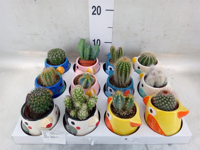 <h4>Cactus   ...</h4>