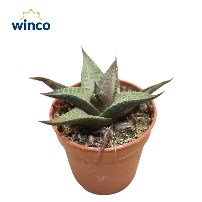 <h4>Haworthia Tesselata</h4>