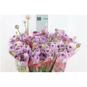 Ranunculus Romance Gascogne 50cm