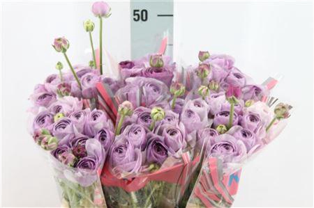 <h4>Ranunculus Romance Gascogne 50cm</h4>