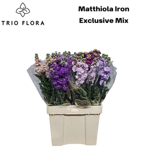 MATTH IRON EXCLUSIVE MIX 544