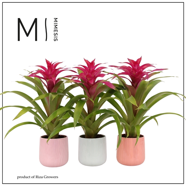 <h4>Mimesis Guzmania Deseo Pink - 12cm in Belize ceramic</h4>
