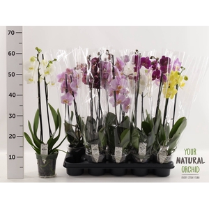 PHAL GEM