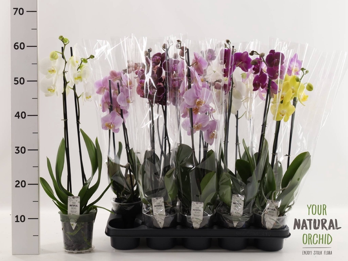 <h4>PHAL GEM</h4>