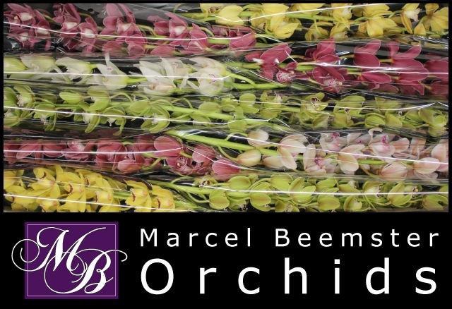 <h4>CYMB MI GEM</h4>