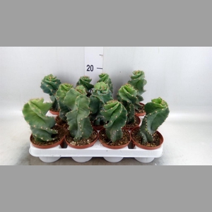 Cereus   ...