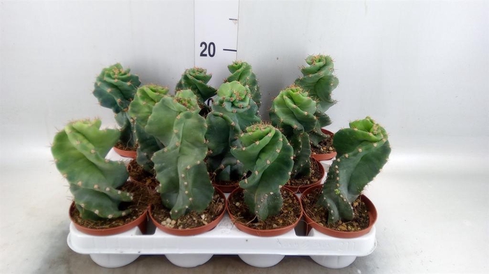 <h4>Cereus   ...</h4>