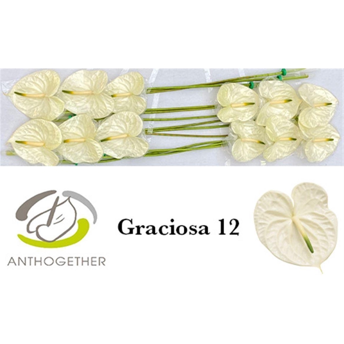 <h4>Anth A Graciosa 12</h4>