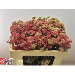 SEDUM MAGICAL LIZZY