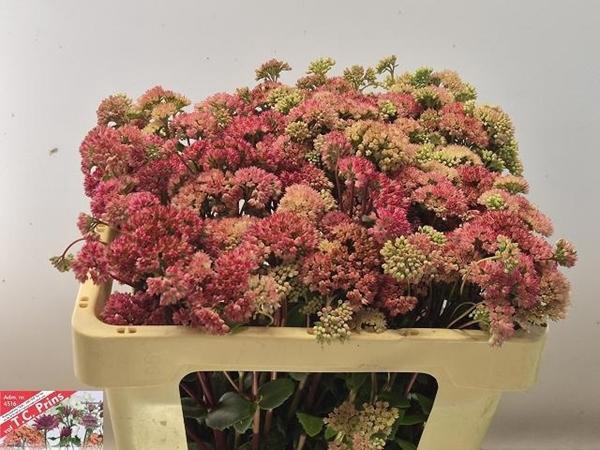 <h4>SEDUM MAGICAL LIZZY</h4>