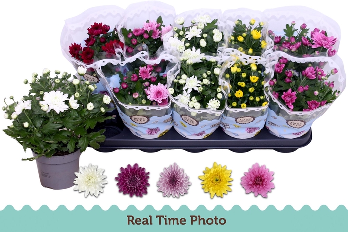 <h4>CHRYS GEVULDBL GEM</h4>