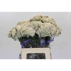 OZOTH COOKS SNOW WHI