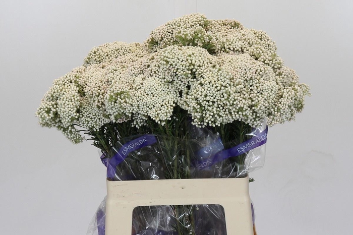 <h4>OZOTH COOKS SNOW WHI</h4>