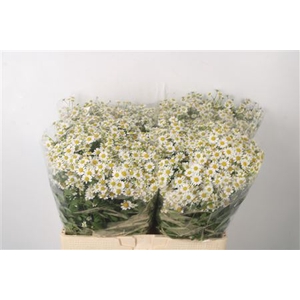Tanacetum Single Vegmo