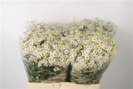 <h4>Tanacetum Single Vegmo</h4>
