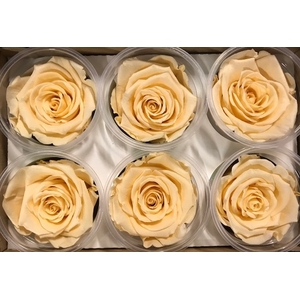 Roos XL pastel cha-01