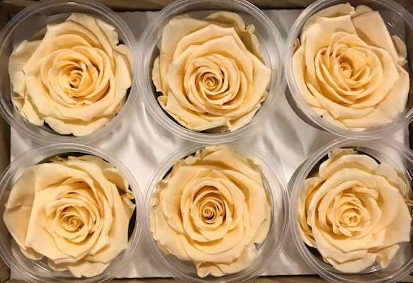 <h4>Roos XL pastel cha-01</h4>