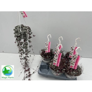 CEROPEGIA WOODII SUP