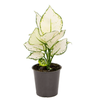 AGLAONEMA WHITE JOY P12