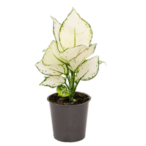 AGLAONEMA WHITE JOY P12