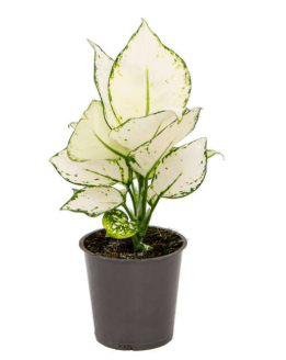 AGLAONEMA WHITE JOY P12