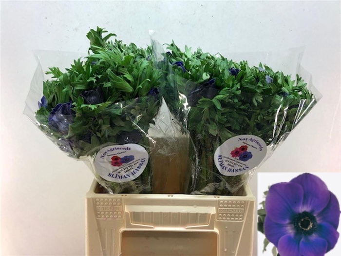 <h4>ANEM CO GALIL BLAUW</h4>