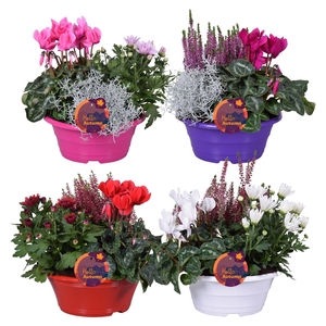 PERKPL GEM IN POT
